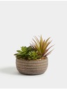 Marks & Spencer Изкуствени сукуленти в бетонен саксия Marks & Spencer сива
