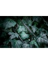 Tactical Tactical Quantum Stealth Калъф за Apple iPhone 13 mini Clear/Black