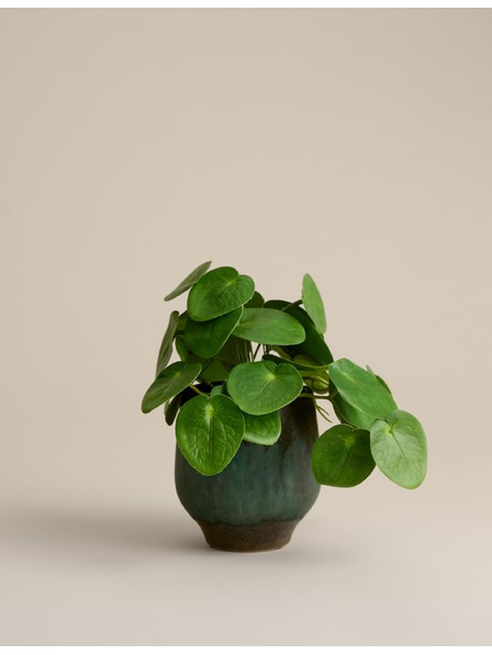Marks & Spencer Изкуствено растение pilea в керамична саксия Marks & Spencer зелена