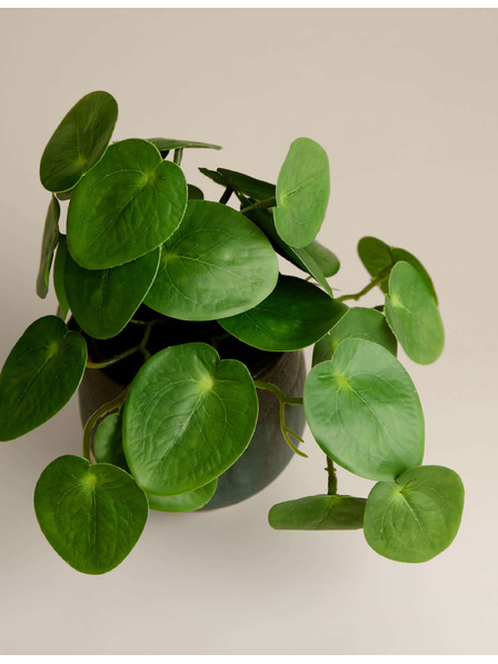 Marks & Spencer Изкуствено растение pilea в керамична саксия Marks & Spencer зелена